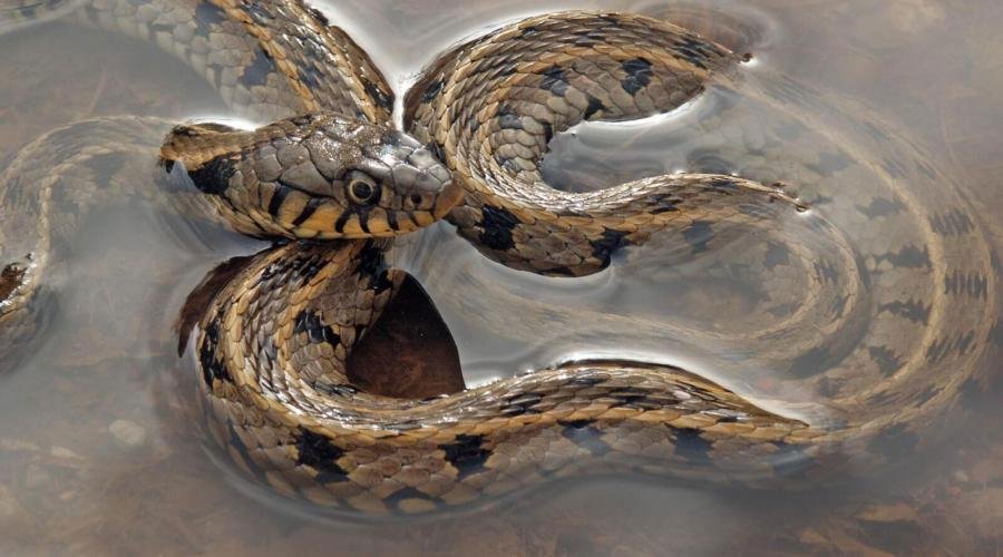 Воздушный змей своими руками: пошаговое изготовление