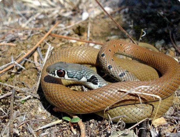 Ядовитые змеи кипра фото и описание