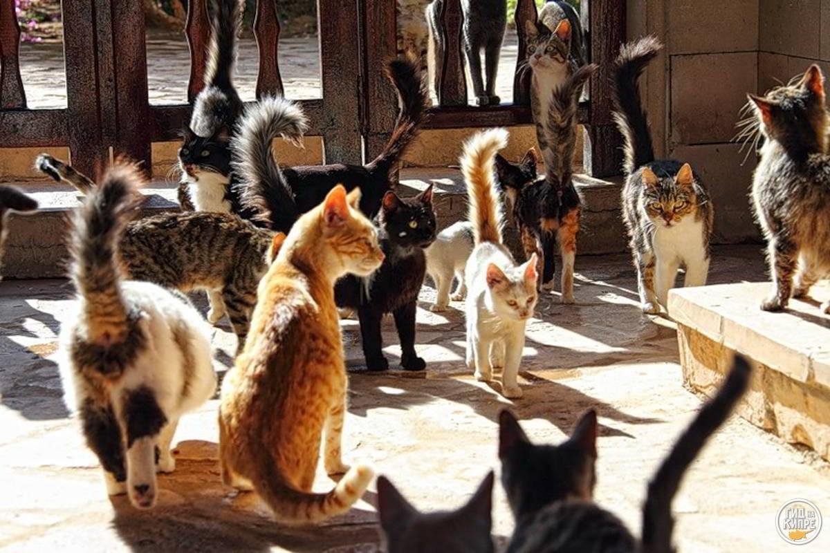 Хвосты помогают животным. Кошачий монастырь на Кипре. Кипр остров кошек. Много кошек. Кипрская кошка.