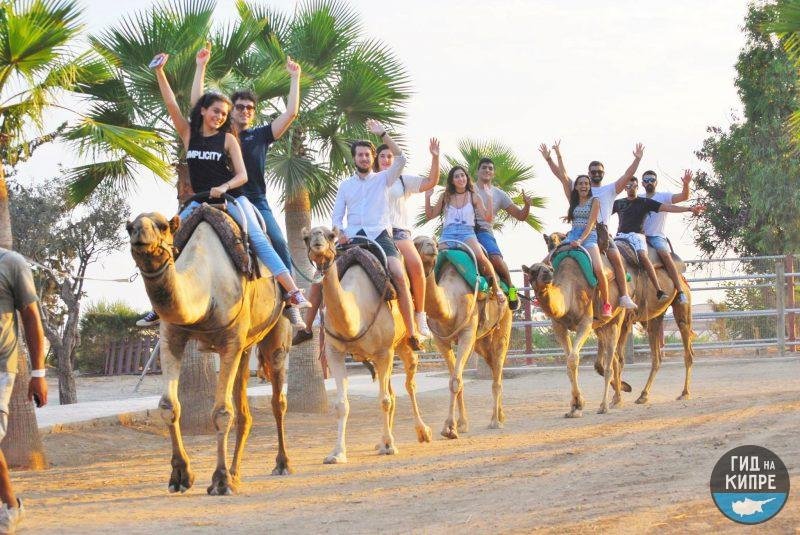 Парк верблюдов Camel park на Кипре