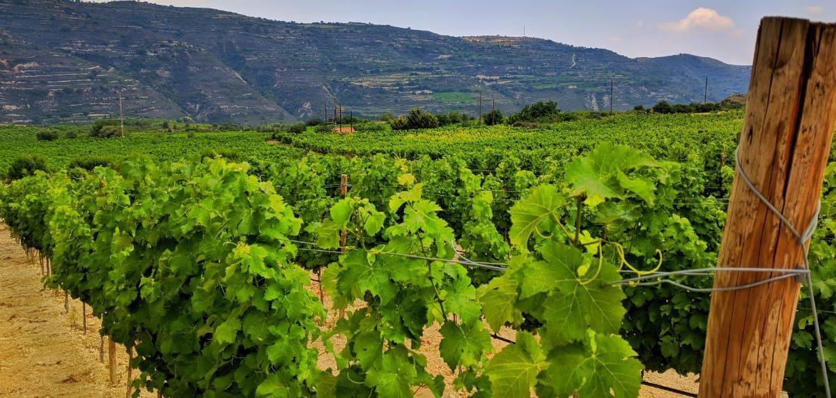 Виноградник в горах Троодос